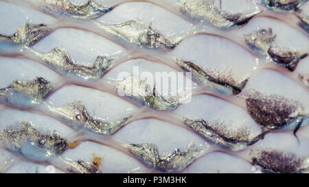 Nahaufnahme von Fisch Haut nach der Skalen wurden entfernt Stockfoto