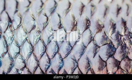 Nahaufnahme von Fisch Haut nach der Skalen wurden entfernt Stockfoto