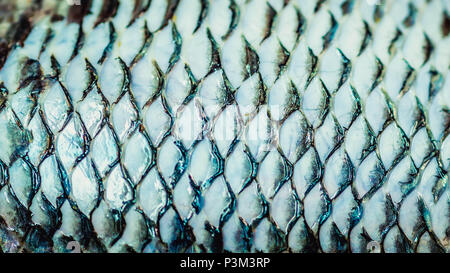 Nahaufnahme der Tilapia Fischhaut nach Entfernung der Schuppen Stockfoto