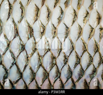 Nahaufnahme der Tilapia Fischhaut nach Entfernung der Schuppen Stockfoto