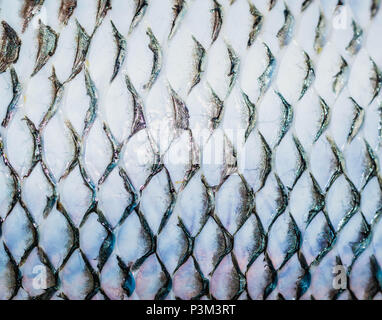 Nahaufnahme der Tilapia Fischhaut nach Entfernung der Schuppen Stockfoto