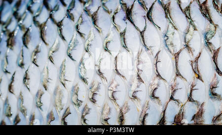 Nahaufnahme der Tilapia Fischhaut nach Entfernung der Schuppen Stockfoto