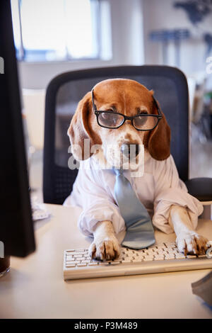 Beagle gekleidet als Unternehmer Arbeiten am Schreibtisch auf dem Computer Stockfoto