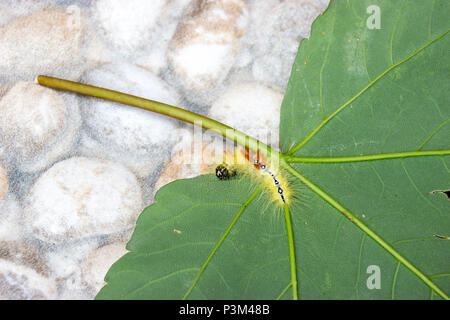 Caterpillar von acronicta aceris mit einem klaren Kopf auf Blatt Stockfoto