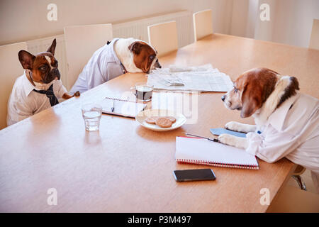 Drei Hunde verkleidet als Unternehmer in Sitzung im Konferenzraum. Stockfoto