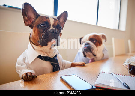 Zwei Hunde verkleidet als Unternehmer in Sitzung im Konferenzraum. Stockfoto