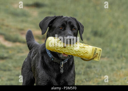 Schwarzer labrador Besitz einer Waffe Hund dummy in seinem Mund. Stockfoto