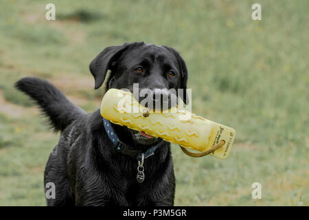 Schwarzer labrador Besitz einer Waffe Hund dummy in seinem Mund. Stockfoto