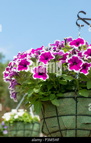 Petunia Cascadia Rim Magenta Blumen in einem hängenden Korb. Großbritannien Stockfoto