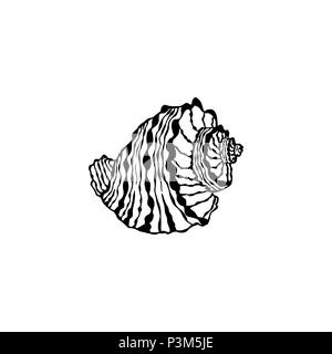 Vektor seashell. Abbildung der Skizzen Muschel Muscheln gezeichnet. Stock Vektor