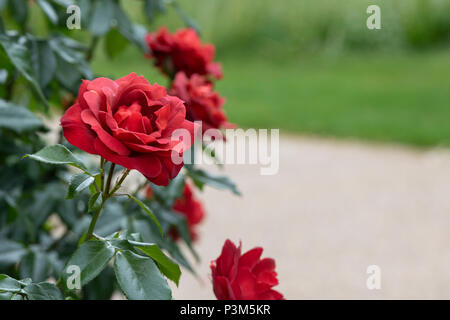 Rosa "Heiße Schokolade"/Wekpaltlez. Floribunda rose. Großbritannien Stockfoto