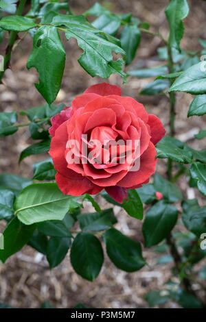 Rosa "Heiße Schokolade"/Wekpaltlez. Floribunda rose. Großbritannien Stockfoto