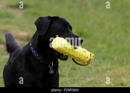 Schwarzer labrador Besitz einer Waffe Hund dummy in seinem Mund. Stockfoto