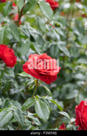 Rosa "Heiße Schokolade"/Wekpaltlez. Floribunda rose. Großbritannien Stockfoto