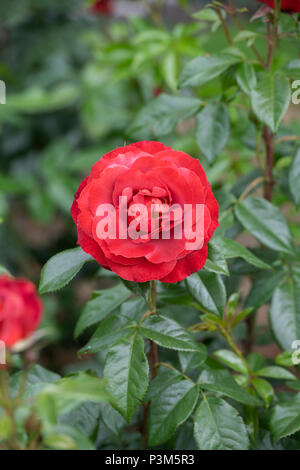 Rosa "Heiße Schokolade"/Wekpaltlez. Floribunda rose. Großbritannien Stockfoto