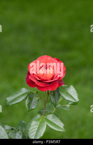 Rosa "Heiße Schokolade"/Wekpaltlez. Floribunda rose. Großbritannien Stockfoto