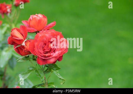 Rosa "Heiße Schokolade"/Wekpaltlez. Floribunda rose. Großbritannien Stockfoto