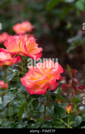 Rosa'Jam und Jerusalem". Floribunda rose Stockfoto