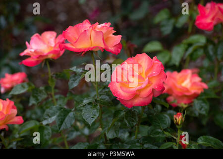 Rosa'Jam und Jerusalem". Floribunda rose Stockfoto