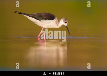 Schwarz - geflügelte Stelzenläufer (Himantopus himantopus), nach der Fütterung in einem Sumpf Stockfoto