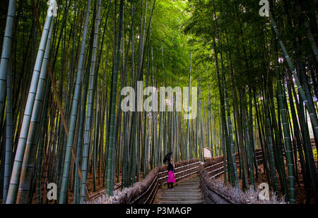 Frau, Bambuswald, in Adashino Nembutsu ji Temple, Arashiyama, Kyoto Stockfoto