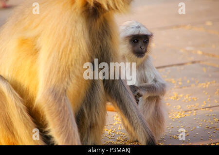 Baby grauen Languren sitzen Mutter in Amber Fort, Jaipur, Rajasthan, Indien. Graue Languren sind die am weitesten verbreitete Languren in Südasien. Stockfoto