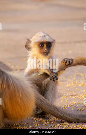 Baby grauen Languren sitzen Mutter in Amber Fort, Jaipur, Rajasthan, Indien. Graue Languren sind die am weitesten verbreitete Languren in Südasien. Stockfoto