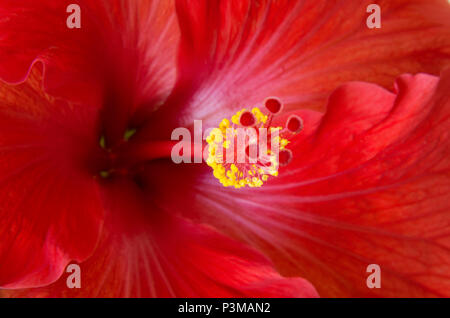 Red Hibiscus Blume oder Hibiscus rosa sinensis closeup enthüllt Stempel und staubgefäße Teile im Inneren Blütenblätter gewickelt Stockfoto