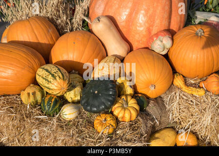 Mischung und Vielfalt von Kürbis und Squash in einem Pumpkin Patch - Hochsaison der Kürbisse Stockfoto