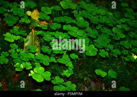 Ein kleines Land im Wald mit hellen Blüte Klee Stockfoto