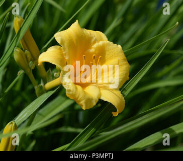 Nahaufnahme Foto: gelb orange Tag Lily gegen dunkelgrünes Laub. Stockfoto