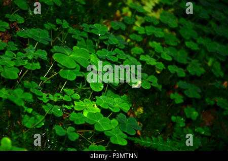 Ein kleines Land im Wald mit hellen Blüte Klee Stockfoto