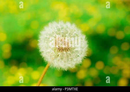 Blowball closeup auf einem Defokussierten Löwenzahn Feld. Platz kopieren Stockfoto