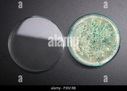 Agarplatte mit bakteriellen Kolonien für Plasmid Vektor Klonen auf dunklem Hintergrund öffnen Stockfoto