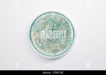 Agarplatte mit bakteriellen Kolonien für Plasmid Vektor Klonen auf hellem Hintergrund, Text Raum Stockfoto