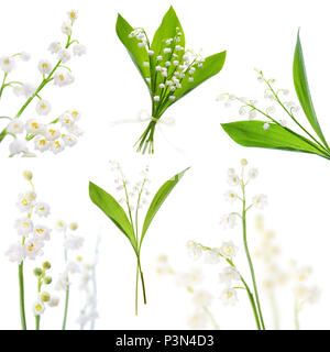 Maiglöckchen, Blumen auf weißem Hintergrund, von sechs einzelnen Bilder für den Frühling design Stockfoto