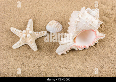 Große Muscheln und Seesterne am Strand sand. Sommerurlaub Konzept. Close Up, selektiver Fokus Stockfoto