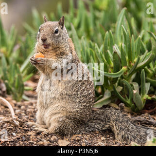 Eichhörnchen sitzend essen eine Karotte mit grünem Hintergrund Stockfoto