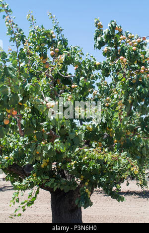 Aprikosen/Marillen Reife am Baum Stockfoto