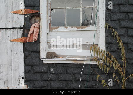 Ein freier Vogel Nest sitzt in der Ecke auf dem Sims eines weißen verwitterten Fenster neben den rostigen schwenkbaren niederländische Tür einer alten Scheune in MontCo. Pa Stockfoto
