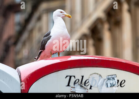 Eine Möwe steht auf einer Telefonzelle in Buchananan Street, Glasgow Stockfoto