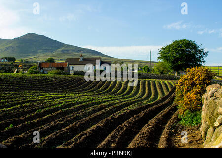 Eines gepflügten Feld für die Aussaat am Fuße der Mourne Mountains in der Nähe von Wicklow im County Down in Nordirland bereit Stockfoto