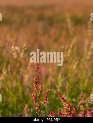 Kleine rote Blume Stängel wachsen neben einer Wiese in den Chilterns Stockfoto