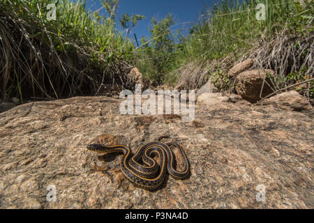 Ein jugendlicher Plains Gartersnake (Thamnophis Radix) von Jefferson County, Colorado, USA. Stockfoto