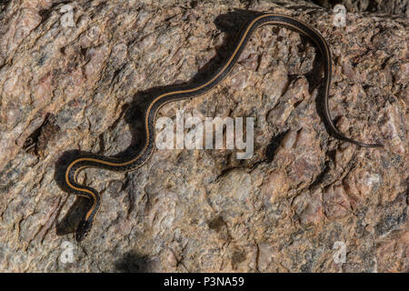 Ein jugendlicher Plains Gartersnake (Thamnophis Radix) von Jefferson County, Colorado, USA. Stockfoto