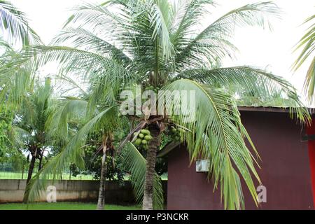 Frische Kokosnüsse wachsen auf den Bäumen in Costa Rica Stockfoto