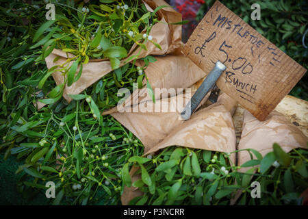 Bündeln der grünen Mistel auf Verkauf mit Preis. Weihnachten Anlage. Urlaub Konzept. Querformat. Stockfoto