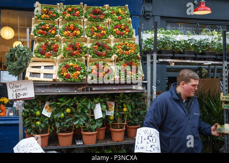 London, UK, Dezember 2017. Eine Anlage stall verkaufen Weihnachten Obst Kränze an der Columbia Road Blumenmarkt in East London. Querformat. Stockfoto