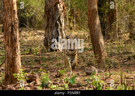 Royal Bengal Tiger Sub erwachsenen männlichen Cub in Andhari Tadoba Tiger Reserve, Indien, Big Cat Predator gefährdete Arten, zu Fuß in einer Bamboo Jungle, Sommer Stockfoto