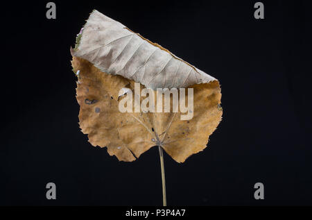 Eine separate welkes Blatt Herbst Mal Stockfoto
